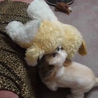 ソファにぬいぐるみを乗せようとする犬