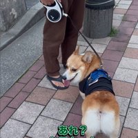 リードを持つ人が交代した時のジノくん7