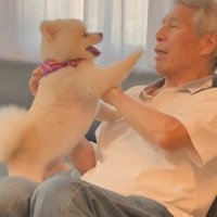 おじいちゃんに構ってほしい小型犬