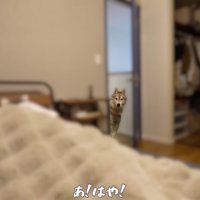 寝室のドアから顔を覗かせるシルバーのハスキー犬