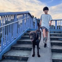 歩道橋を一緒に降りている子どもと犬
