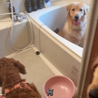 浴槽の中にいる大型犬