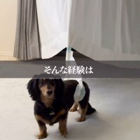 カーテンにおむつのテープがくっついて動けない犬