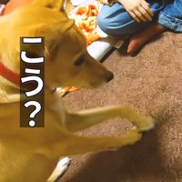 「こう？」とカーペットをナデナデ