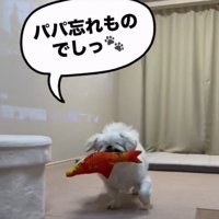 おもちゃをくわえる犬