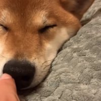 柴犬の鼻の穴をイタズラする