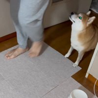 隣をとおりすぎていく男性を見上げる犬