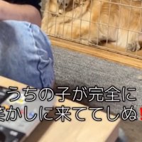りくさん、ケージの中へ