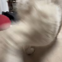 砂かけの仕草をする秋田犬