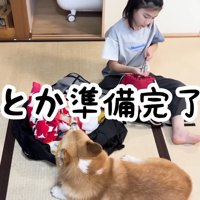 荷造り中も離れない…