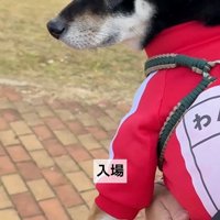 うにちゃんが運動会に参加