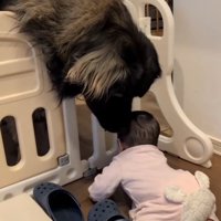 赤ちゃんが心配なバオバオくん