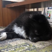 「こたつがないなんて…」