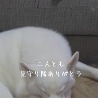 赤ちゃんを見守ってくれた大型犬達