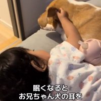 耳をめくる赤ちゃん