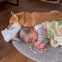 赤ちゃんの隣に寄り添う柴犬