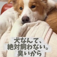 犬なんて絶対に飼わない