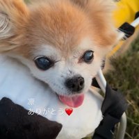 お散歩を楽しむさくらちゃん⑩