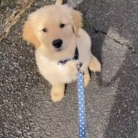 外で座るゴールデンレトリバーパピー