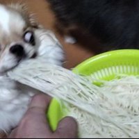 そうめんを豪快に盗み食い！
