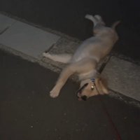 側溝の蓋の上で寝転がる犬