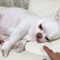 コハクくんの舌を掴んだら？5