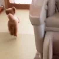 部屋を走る犬2