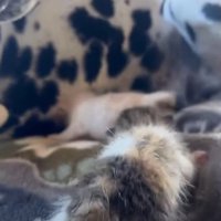 あっという間に親子になった