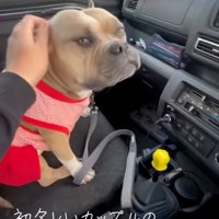 アメリカンブリーのリリーちゃん