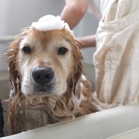 2匹揃って虚無顔になる場面も