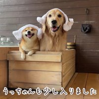 わんこ用の温泉を楽しんだ♪