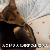 おこげくんは甘えん坊