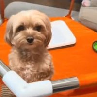 サークルの中のニコちゃん