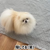 ハプニング発生時のポテチくんとレモンさん6