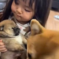 そばにいるお母さん柴犬