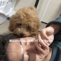 尻尾を振る犬