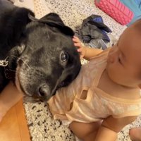 犬を撫でる子ども