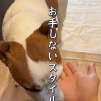 目を伏せる犬1