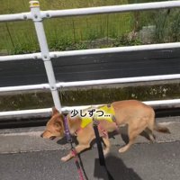 慣れてきたあい君