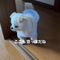 空っぽの部屋の入口で立ち止まる犬