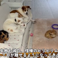 すっかり犬社会の一員に♡