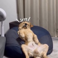 視線だけ送るロキくん