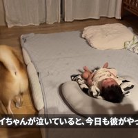 赤ちゃんの元にやってきたむぎちゃん