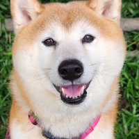 ニコニコ