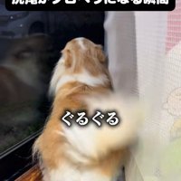 家族の帰宅を喜ぶひめちゃん2