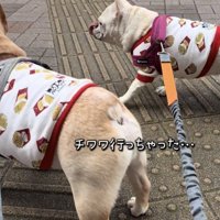 犬の後ろ姿を見送る2匹の犬