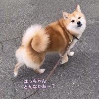 飼い主を振り返る犬