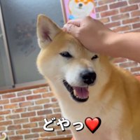 飼い主に頭を撫でられて目を細める犬