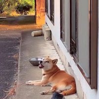 音楽に合わせて歌うコロちゃん7