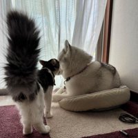 猫からの抗議も無視